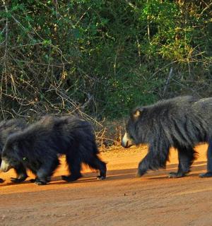 a group of three bears crossing a dirt road
