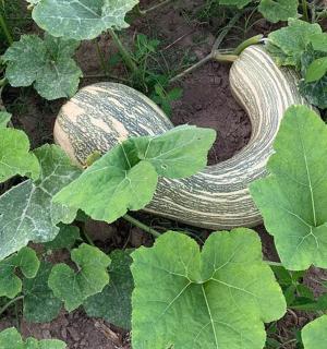 a wooden object sitting in a garden with plants