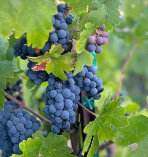 一串葡萄挂在藤上