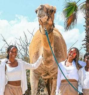 一群妇女站在骆驼前