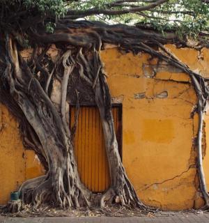 a large tree growing out of the side of a building