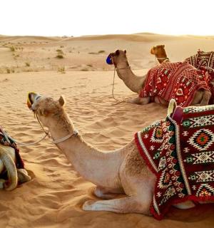 three camels sitting in the sand in the desert