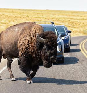 bizon přecházející silnici před autem