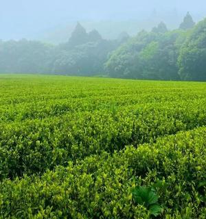 zelené pole s plodinami a chrámy v pozadí