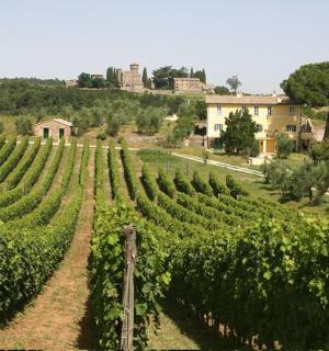 vinice s trsem vinné révy