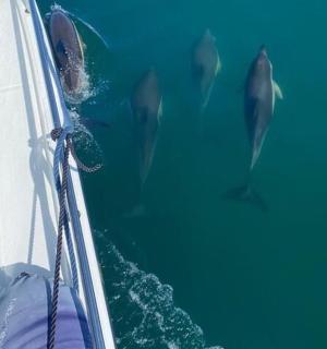 水中船上的一群海豚