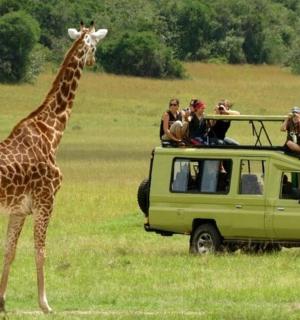 a giraffe standing next to a van with people