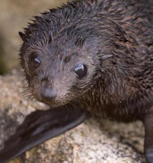 一只刺猬坐在岩石上