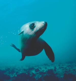一只海豹在海里游泳
