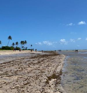 一片长满棕榈树和人们的沙滩