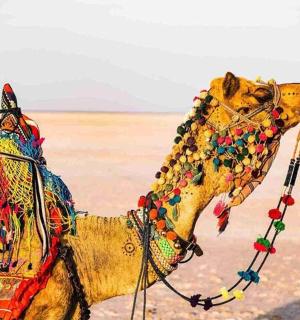 骆驼身披珠饰和奥蒂