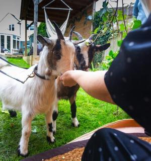 a person is petting a goat on a leash