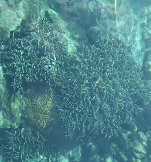 海洋中珊瑚礁的特写