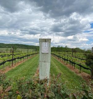 a sign in the middle of a vineyard