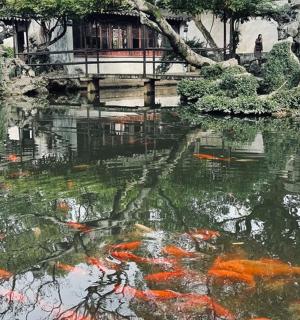 rybník plný draků v zahradě