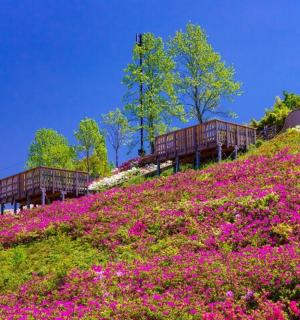 a field of pink flowers on a hill with benches