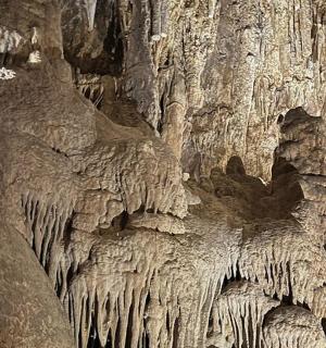 一棵挂满冰柱的树的特写