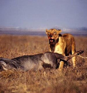 a lion and a dog fighting in a field