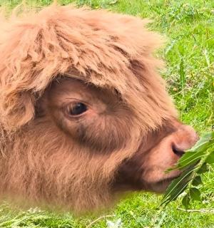 一个人站在一头吃树叶的牛旁边