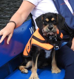 pes v oranžové záchranné vestě sedící na lodi