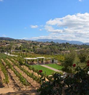 一片红玫瑰葡萄园的景色