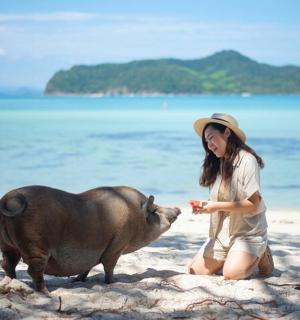 a young woman feeding a pig on the beach