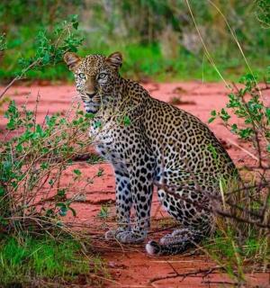 leopard stojící na prašné cestě