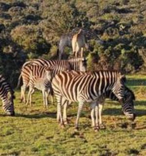 a herd of zebras grazing in a field