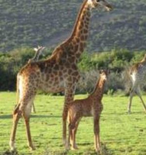two adult giraffes and a baby giraffe standing in a field