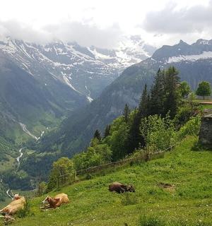 一群牛躺在山上的草地上