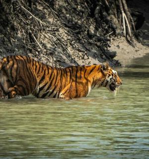 a tiger walking through the water in a river