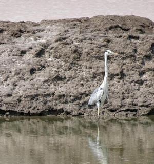 a bird standing in the water next to a rock formation
