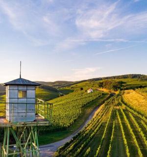 vista aèria d'una vinya amb una torre al mig