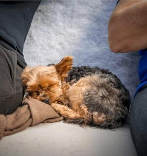 一只小狗睡在沙发上的毯子上