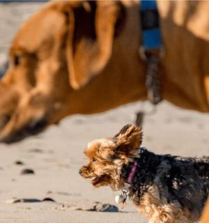 一只拴着皮带的狗在沙滩上玩耍