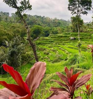 a field of green grass with red flowers in the foreground