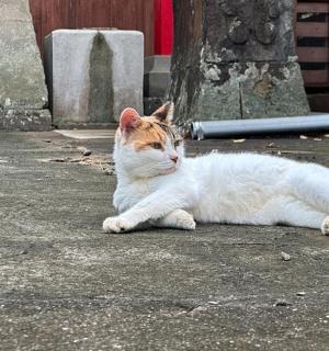 a white and orange cat laying on the ground