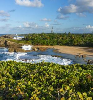 bir sürü bitki ve okyanusun olduğu bir plaj