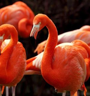 a group of flamingos standing next to each other