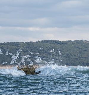 一群鸟飞过海中的一块岩石