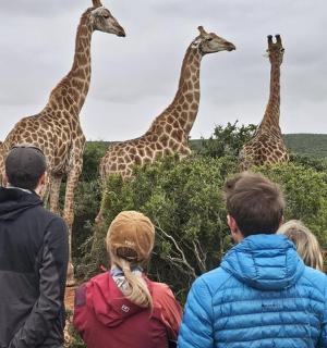 a group of people are looking at giraffes