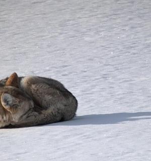 a cat is curled up sleeping in the snow