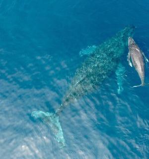 two dolphins are swimming in the blue water