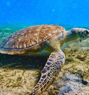 一只绿海龟在水中游泳