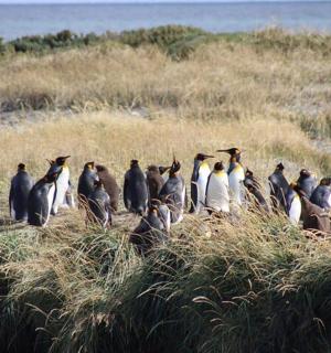 一群企鹅穿过高高的草丛
