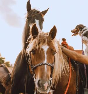 一名男子牵着一只狗骑在马上