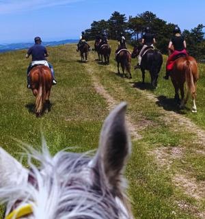一群人骑马在草山上
