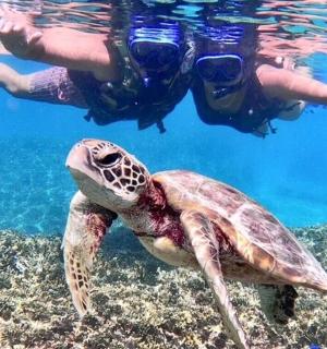 一个人在海龟旁边游泳