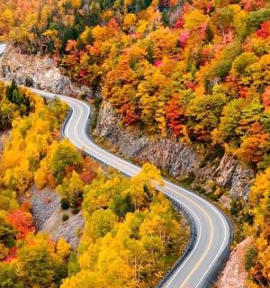 森林中的一条蜿蜒道路