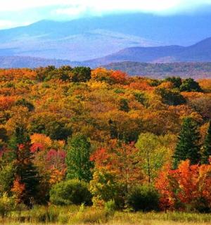 a forest filled with lots of trees in the fall